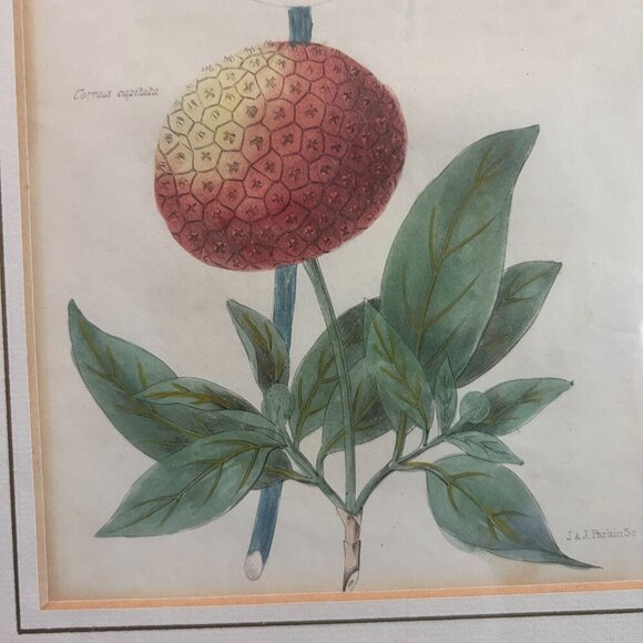 Vintage Botanical Print Framed Art | J & J Parkin Print | Antique Floral Art - Picture 3 of 5